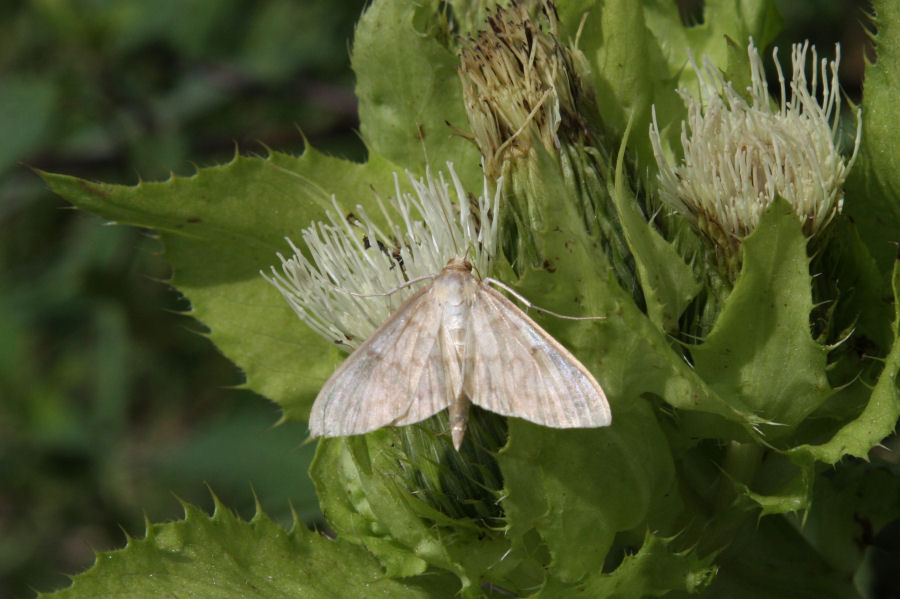 Pleuroptya ruralis